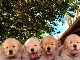 Golden Retriever Yavruları Istanbul