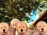 Golden Retriever Yavruları Istanbul
