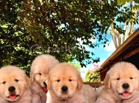Golden Retriever Yavruları Istanbul görsel