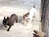 2-3 YAŞLARINDA DİSİ ERKEK FRANSIZ BULDOG KÖPEKLER