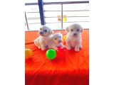 Minnak Maltese Bebeklerimiz