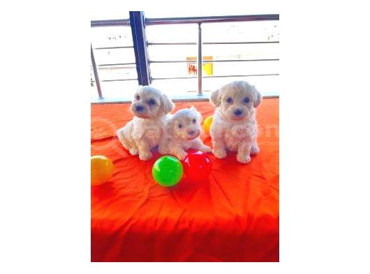 Minnak Maltese Bebeklerimiz görsel