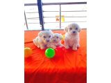 Minnak Maltese Bebeklerimiz