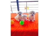 Minnak Maltese Bebeklerimiz