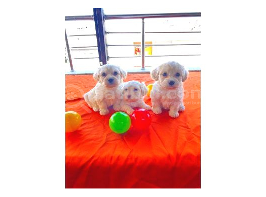 Minnak Maltese Bebeklerimiz görsel