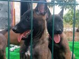 Üst Düzey Kan Hatti Aksi̇yon Şi̇la Yavrulari