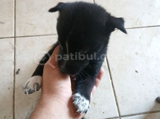 Orjinal Kurt Yavruları Ücretsiz görsel