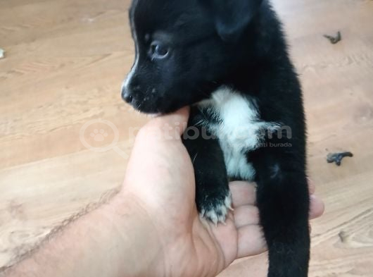 Orjinal Kurt Yavruları Ücretsiz görsel