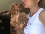 Safkan Toy Poodle Yavrularımız
