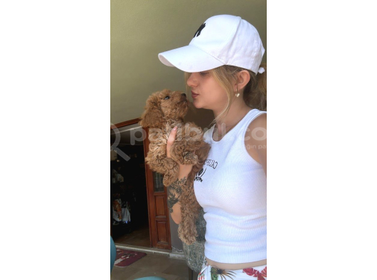 Safkan Toy Poodle Yavrularımız görsel