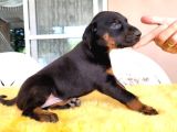 2 Aylık Doberman Yavrularım Yeni Yuvasını Arıyor