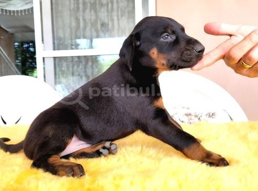 2 Aylık Doberman Yavrularım Yeni Yuvasını Arıyor