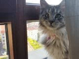 Maine Coon Çift