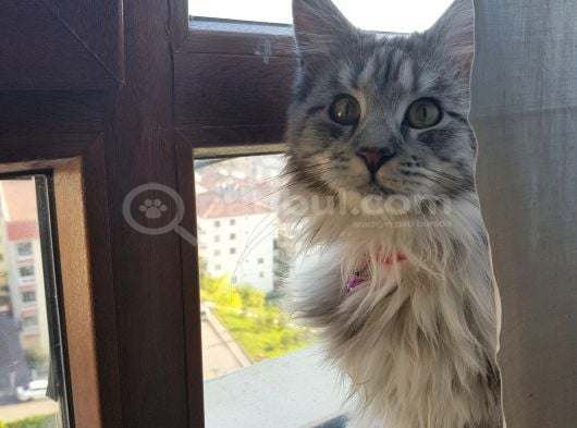 Maine Coon Çift görsel