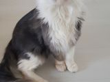 Maine Coon Çift