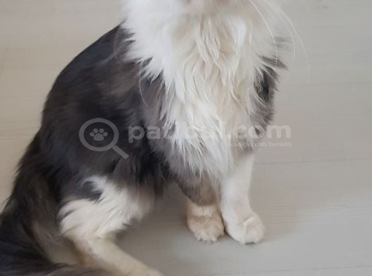 Maine Coon Çift görsel