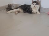 Maine Coon Çift