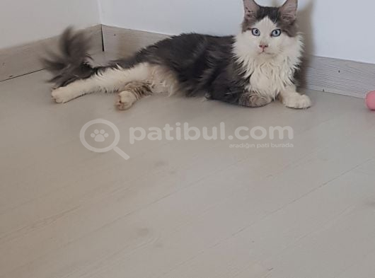 Maine Coon Çift görsel