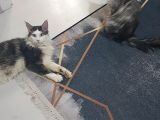 Maine Coon Çift