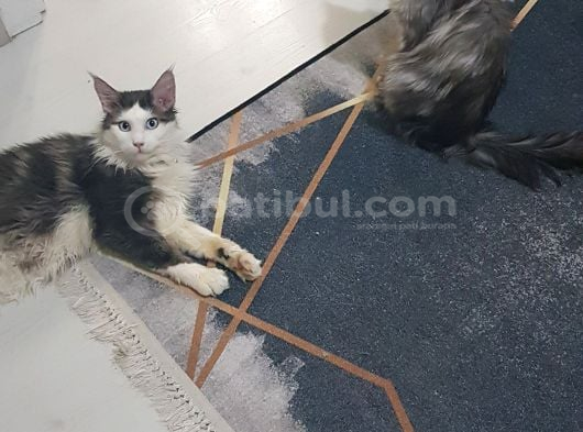Maine Coon Çift görsel