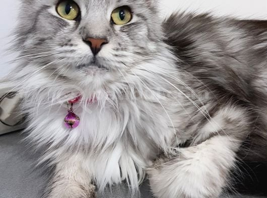 Maine coon çift