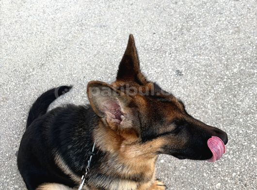 Arya Yeni Yuva Arıyor görsel