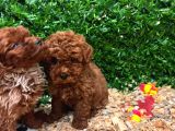 Burkemden A Kan Poodle Yavrularımız