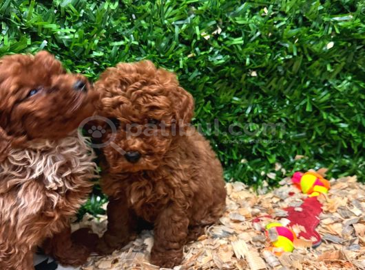Burkemden A Kan Poodle Yavrularımız görsel