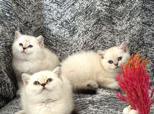 Mükemmel A Kalite Top Kafa Yavrularımız