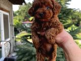 Teacup Kg Garantili Yavrular