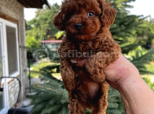 Teacup Kg Garantili Yavrular görsel