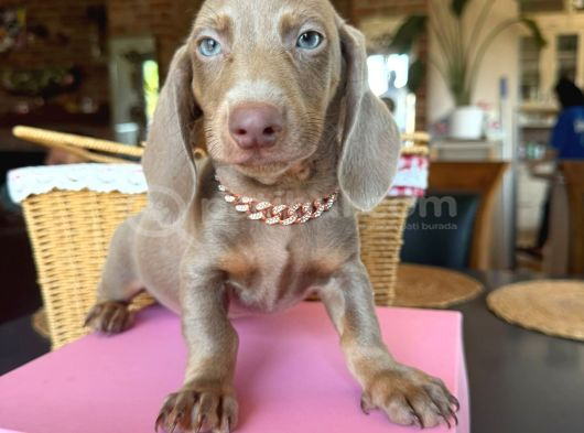 Dachshund Yavrularımız görsel