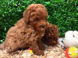Burkemden A Kan Poodle Yavrularımız