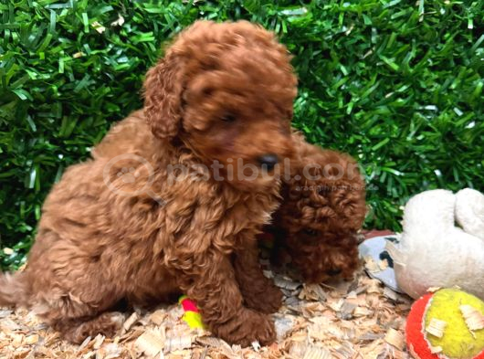 Burkemden A Kan Poodle Yavrularımız görsel