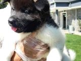 Amerikan Akita Inu Yavruları
