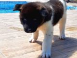 Amerikan Akita Inu Yavruları