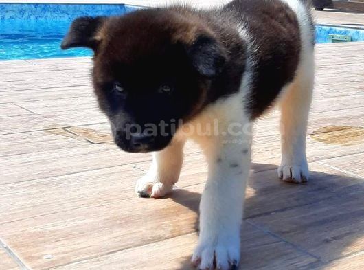 Amerikan Akita Inu Yavruları görsel