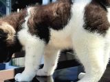 Amerikan Akita Inu Yavruları