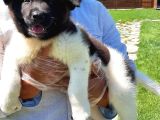 Amerikan Akita Inu Yavruları