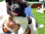 Amerikan Akita Inu Yavruları