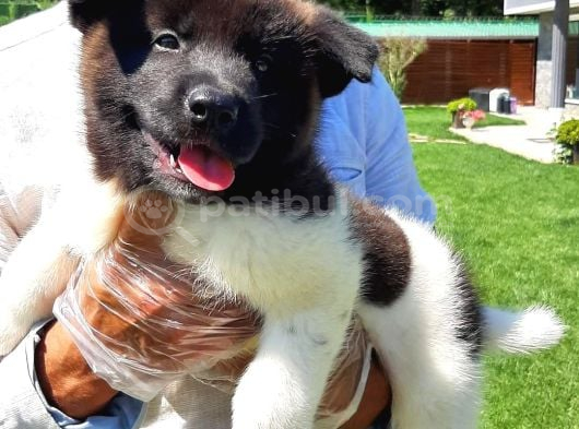 Amerikan Akita Inu Yavruları görsel