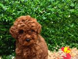 Burkemden A Kan Poodle Yavrularımız