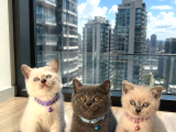 British Shorthair Safkan Bebekler