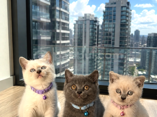 British Shorthair Safkan Bebekler