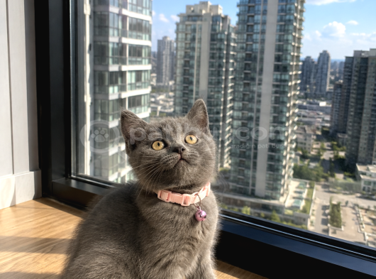 British Shorthair Safkan Bebekler görsel