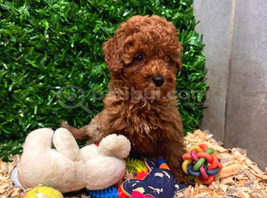 Burkemden A Kan Poodle Yavrularımız görsel
