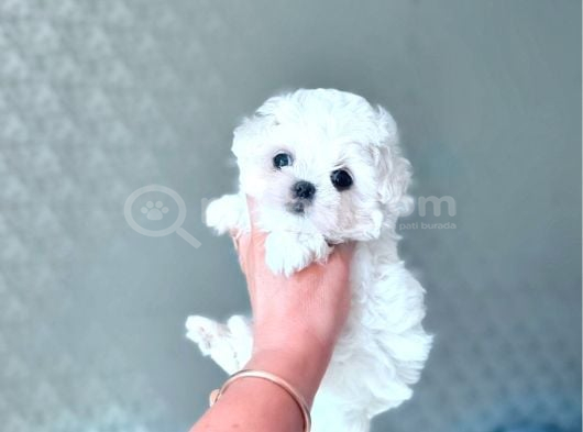 Maltese Terri̇er Ci̇nsi̇ Yavrular görsel
