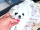 Maltese Terri̇er Ci̇nsi̇ Yavrular