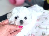 Maltese Terri̇er Ci̇nsi̇ Yavrular