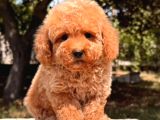 Malti̇poo Ci̇nsi̇ Yavrular Ev Üreti̇mi̇